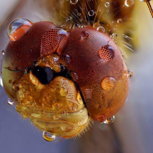 Photo #4686951