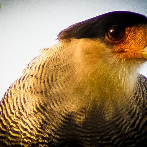 Photo #4687060