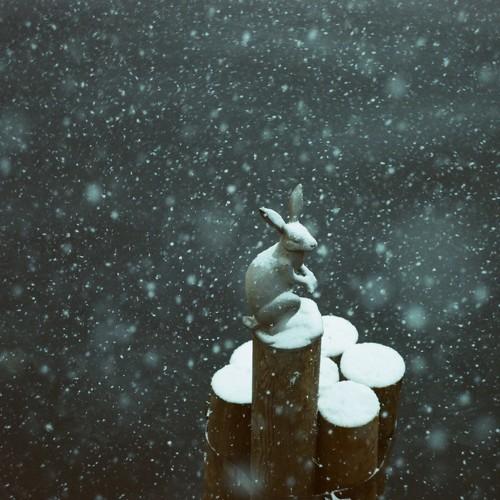 Photo #4687512