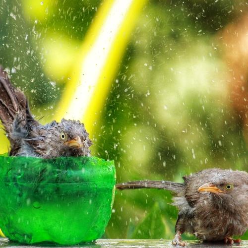 Two bird enjoying bath in the summer