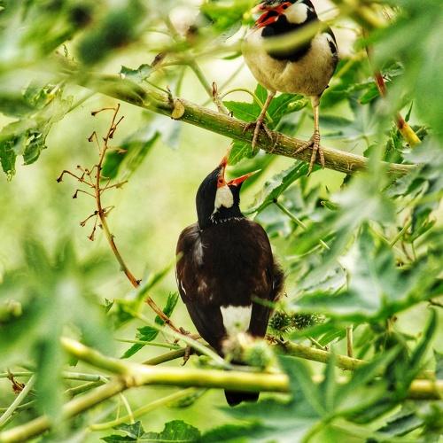 Two bird playing each other