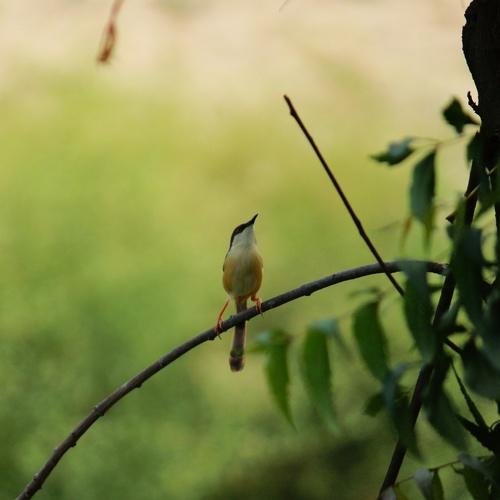 A little bird on a tree