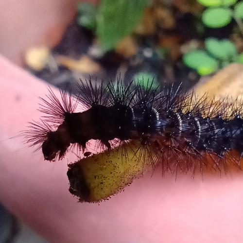 Caterpillar