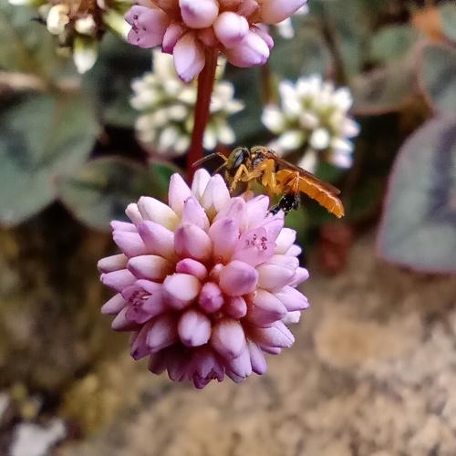 Busy Bee