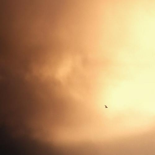 Foggy Sunsete