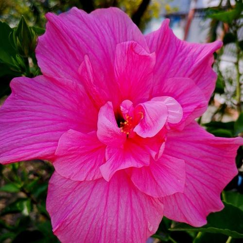 Photo #4690010