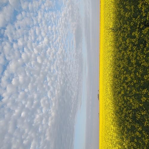 Canola Plantation
