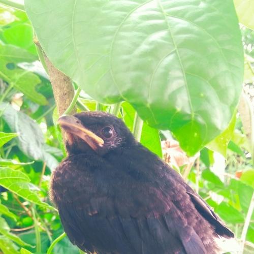 Photo #4691153