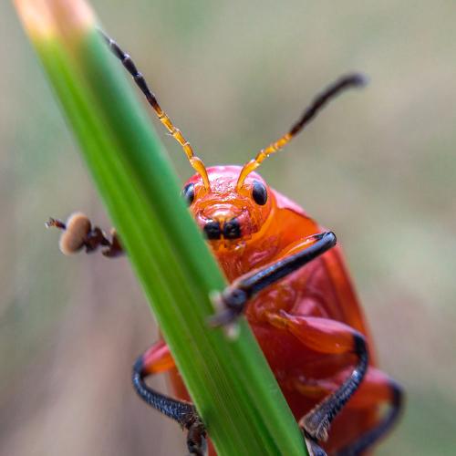 Bug macro.