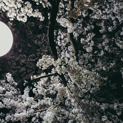 Photo #4691944