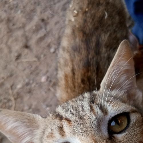 Photo #4691984