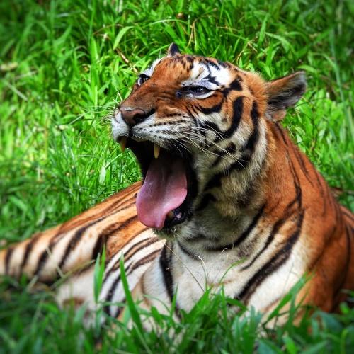 Tiger is the King