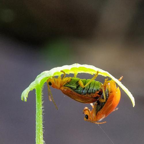 Photo #4692424
