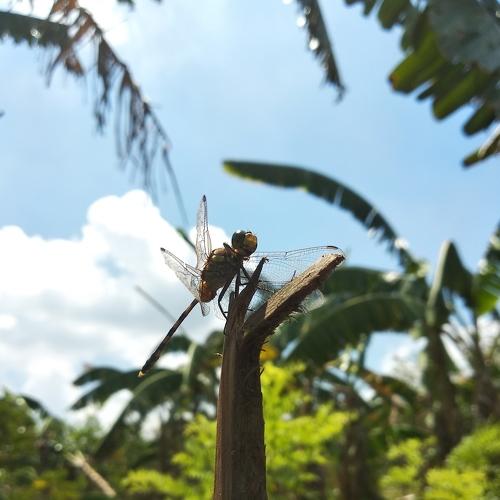 A Dragonfly's Pose