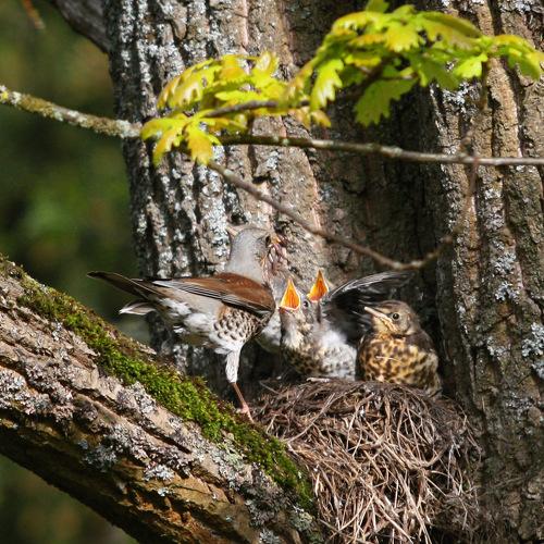 Photo #4693301