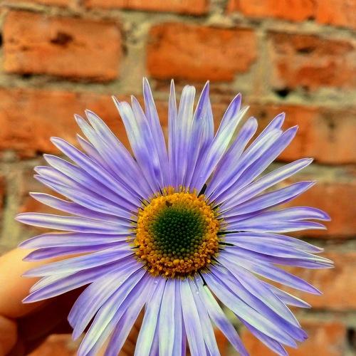 Photo #4693837