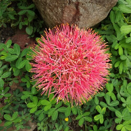 The Nature's Fireworks