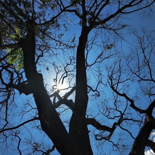 The Silhouette