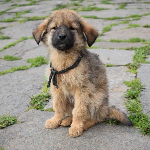 Photo #4694533