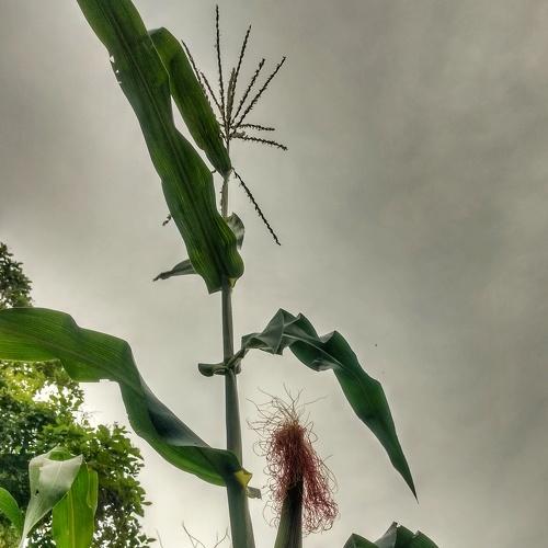 Photo #4695586