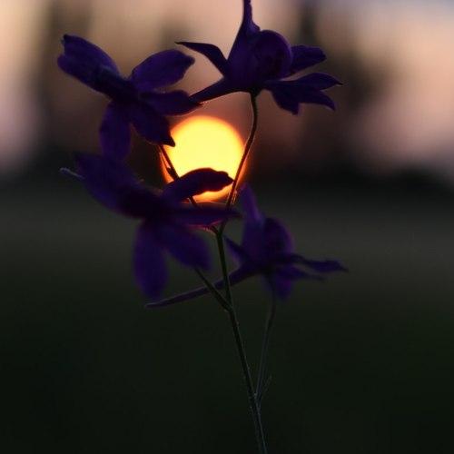 Photo #4695735
