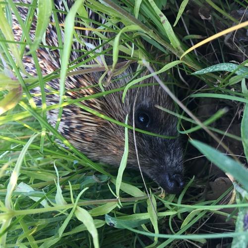 Photo #4696432