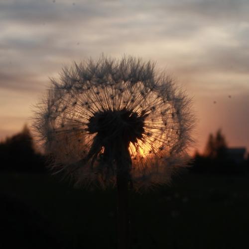 Photo #4696681