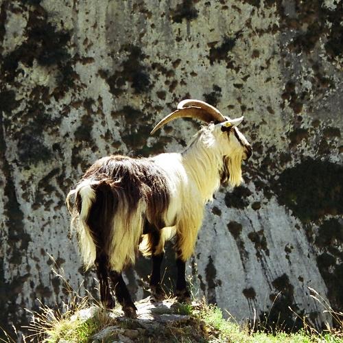 Cabra