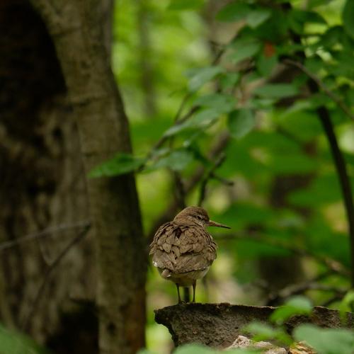 Photo #4696764