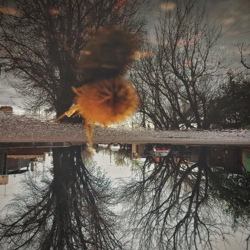 Photo #4697049