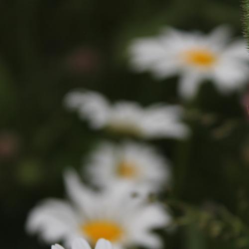 Photo #4697053