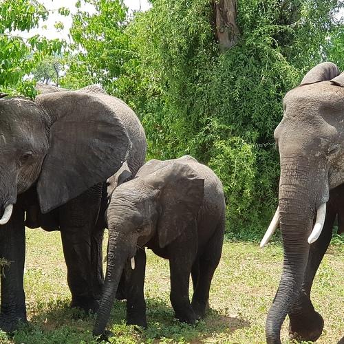 Elephant Herd