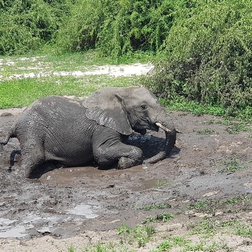 Baby Elephant Mud Bath