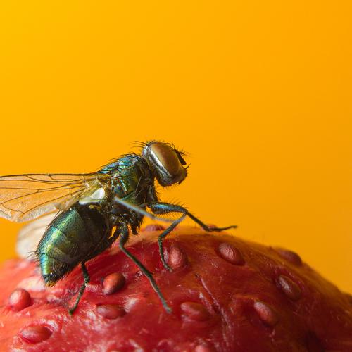 Blow flies