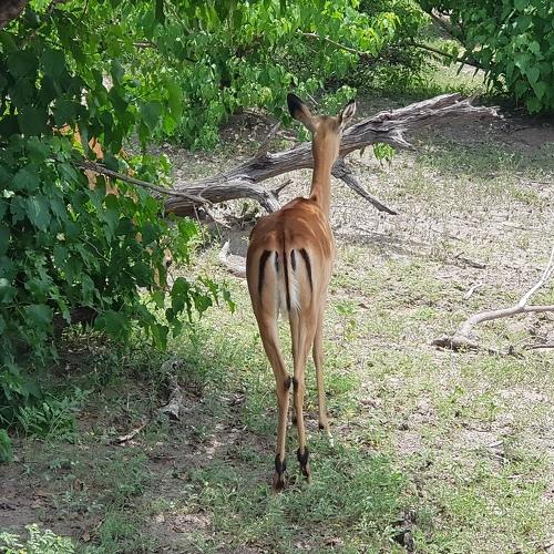 Photo #4698815