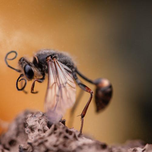 Photo #4699138