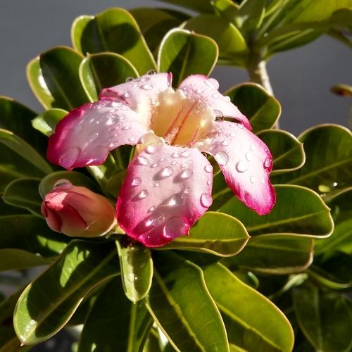 Flor del desierto