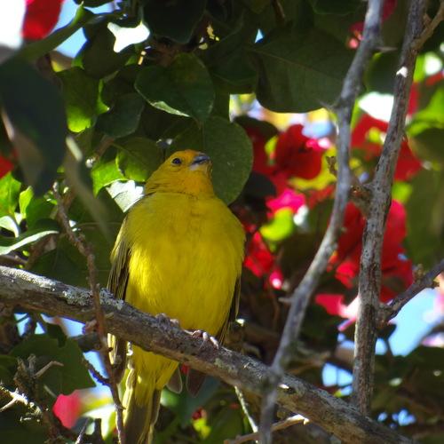 Brazilian bird