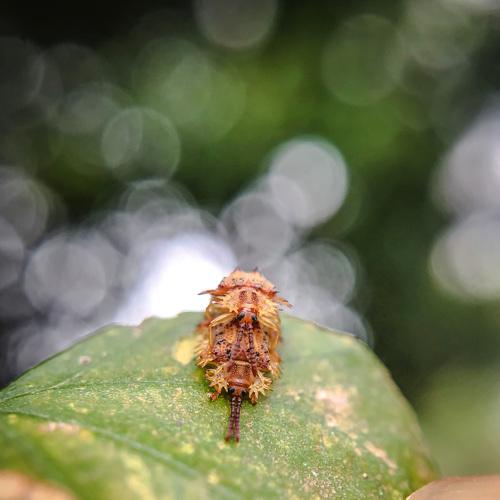 Photo #4700642