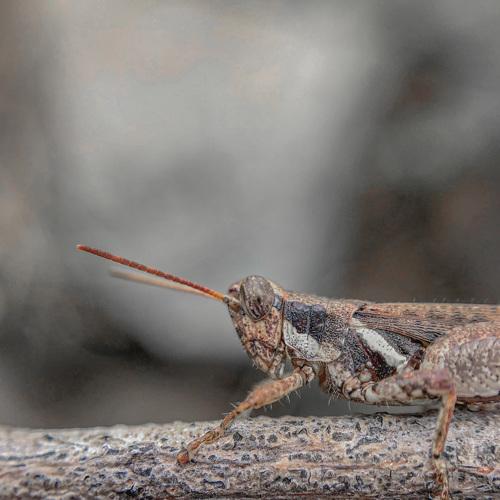 Photo #4700645