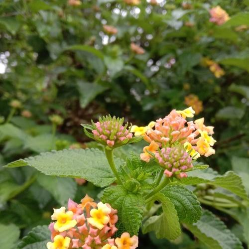 Photo #4700684
