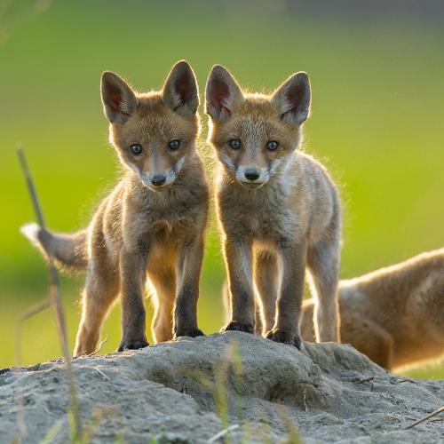 Photo #4701096