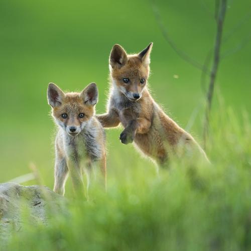 Photo #4701097