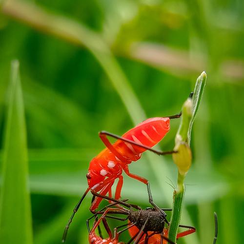 Photo #4701110