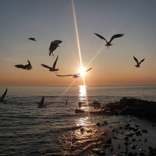 Photo #4701741