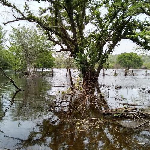 Área de bajo