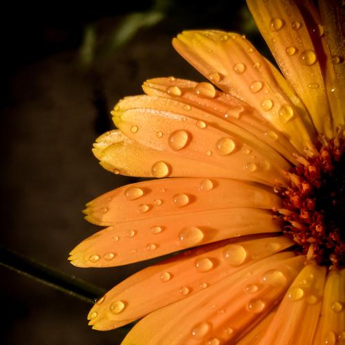 Photo #4702025