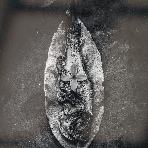 Postmortem of a fish.