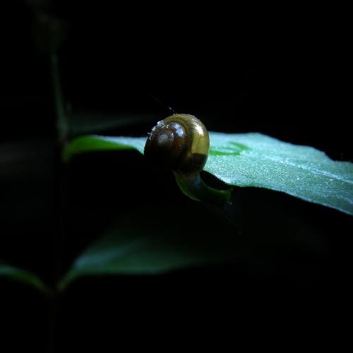 Photo #4702411
