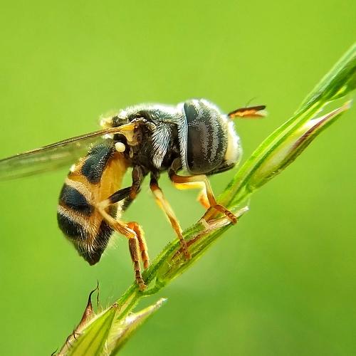 Hover fly